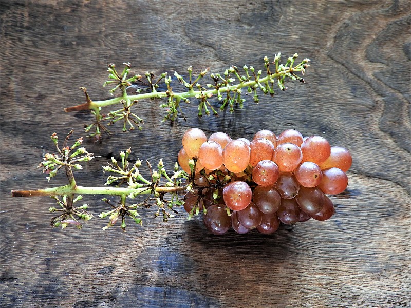 Grape7