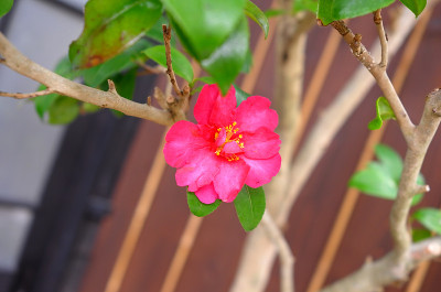 樱桃与开花
