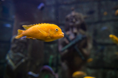 在水族馆珊瑚礁上的热带鱼的照片