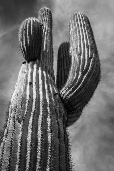 DesertCactus