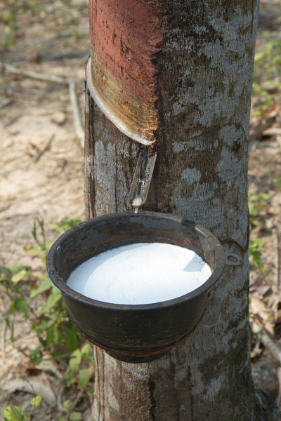 天然的白色乳胶原料
