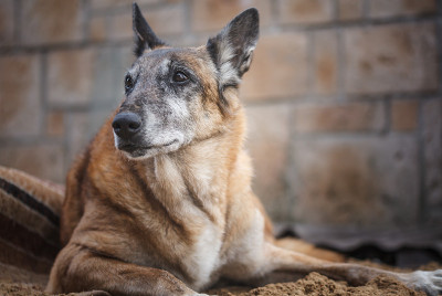 比利时纯种牧羊犬马利诺在后院的一堆沙子上休息。