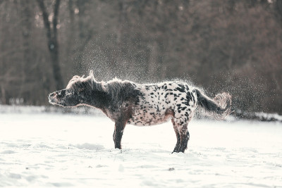 可爱的设得兰矮种马抖掉雪