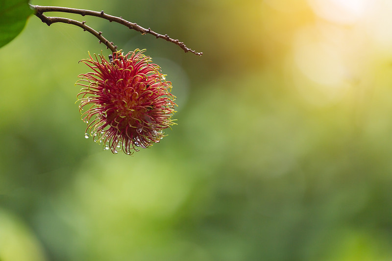 rambutans