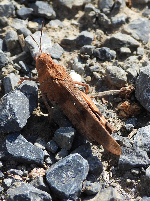 蓝翅蝗虫-绿松石“Idipod”(Oedipoda caerulescens)