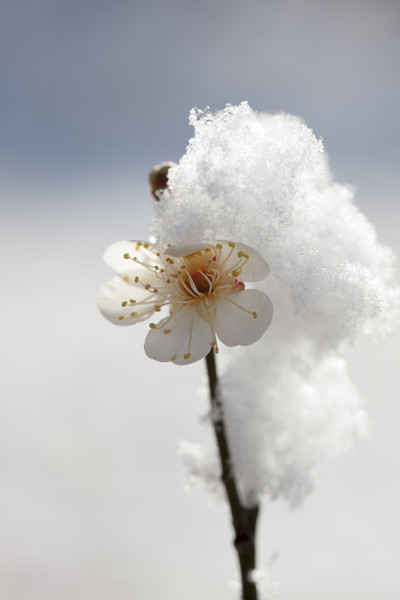雪,李子