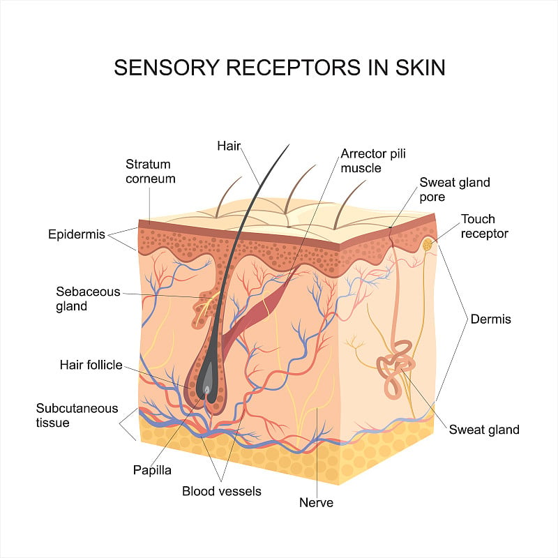 皮肤的感觉感受器