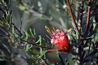 澳大利亚特有的山魔芋的红色花朵，兰bertia formosa, Proteaceae，生长在石南丛