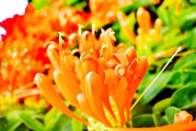 一束鲜花