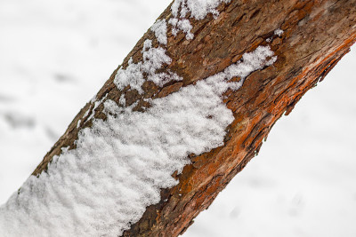 冬天，树干上的白雪