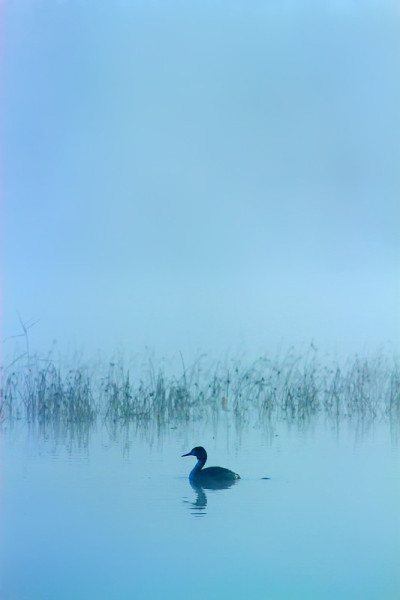 可爱的鸟水鸟。水体自然生境背景。鸟类:大冠毛鸊鷉。Podiceps cristatus