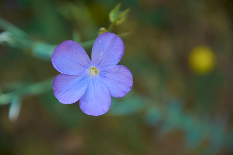 小花丢弃在绿色的披风上。