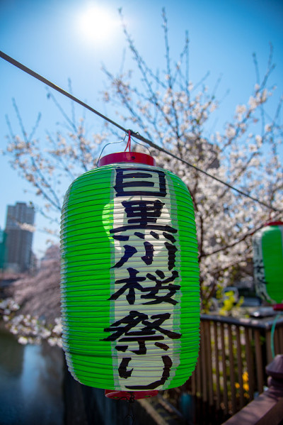 日本东京目黑河的樱花盛开季节