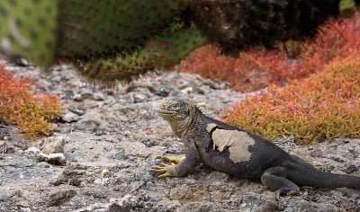 The land iguana sitting on the rocks.