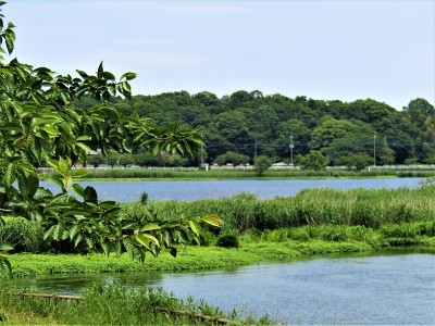 日本。6月。流入特加奴马湖的一条小河。