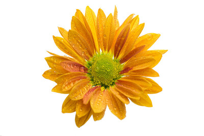 白底花