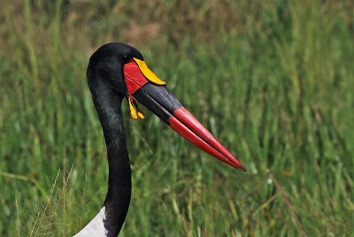Saddlebill