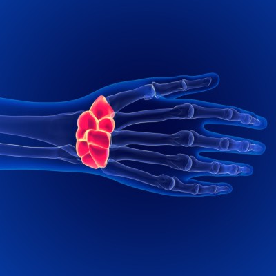 人类骨骼解剖腕骨背侧3D渲染医学概念
