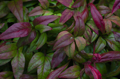 photinia