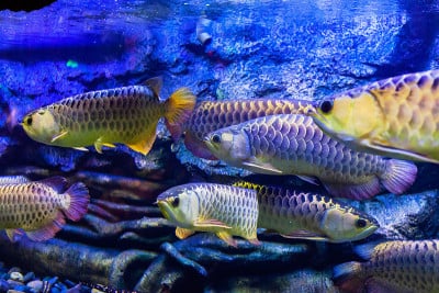 在水族馆里混合龙鱼的景色