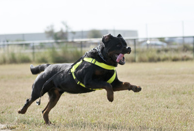 训练警犬