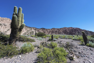 仙人掌在阿根廷枣y的Humahuaca。