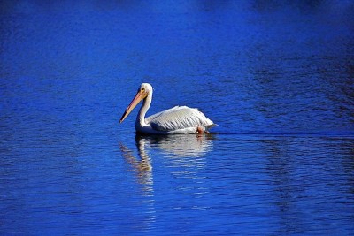 Pelican_48