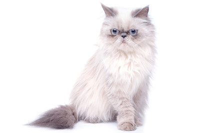 猫有暴躁的嘴表情