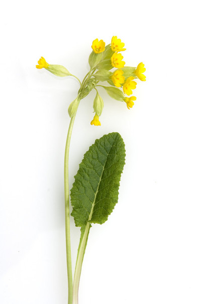报春花