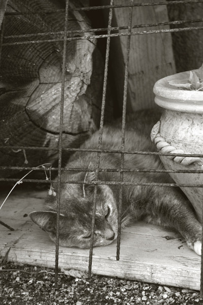 猫的生活