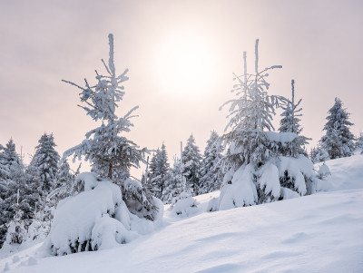 冬天的风景松树覆盖着新鲜的白雪和阳光灿烂。位于罗马尼亚的喀尔巴阡山脉
