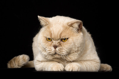 英国的猫