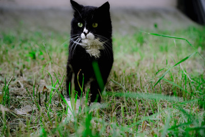黑猫在街上走