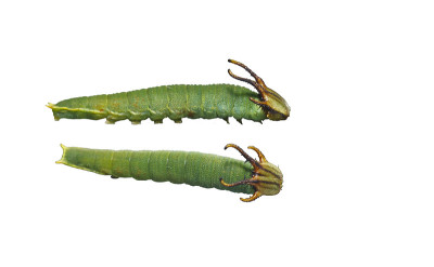 白纹蛱蝶(Polyura athamas)第4期孤立毛虫