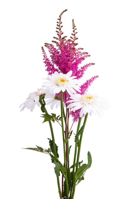 Astilba花束孤立