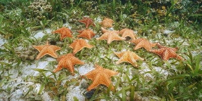 海星群水下垫星