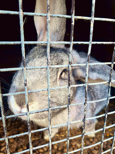笼子里的兔子