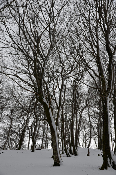 冬天白雪皑皑的山毛榉林
