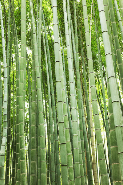 竹林
