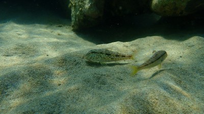 在爱琴海海底有条纹的红鲻鱼或鲻鱼(Mullus surmuletus