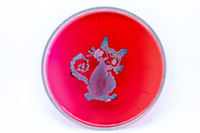 保加利亚乳杆菌实验室微生物学研究。