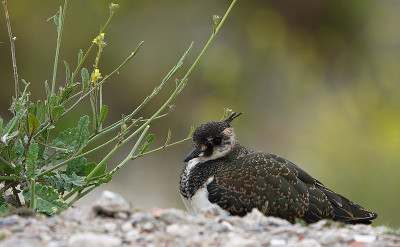 年轻的田凫(Vanellus Vanellus) /容格基维特