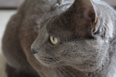 俄罗斯蓝色纯种猫肖像