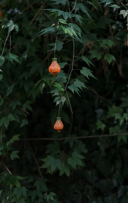 金铃花在阳光下