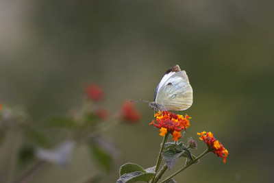 大白蝶(pieris brassicae)