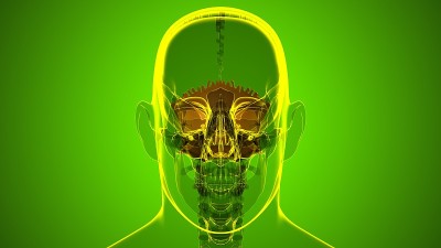 人类骨骼、头骨、枕骨解剖学的医学概念