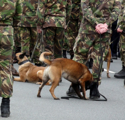 看军官和警犬站在一起