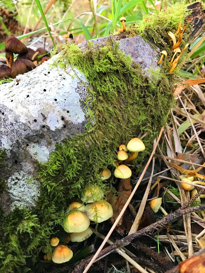 森林蘑菇