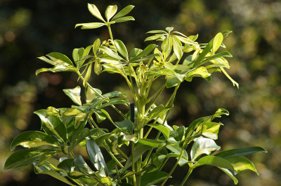 花盆里的Schefflera Arboricola