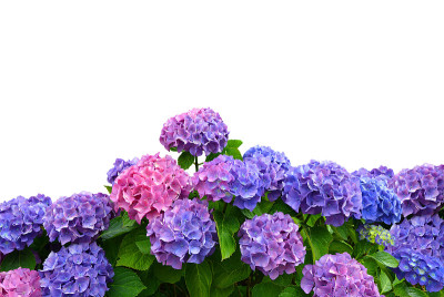 绣球花